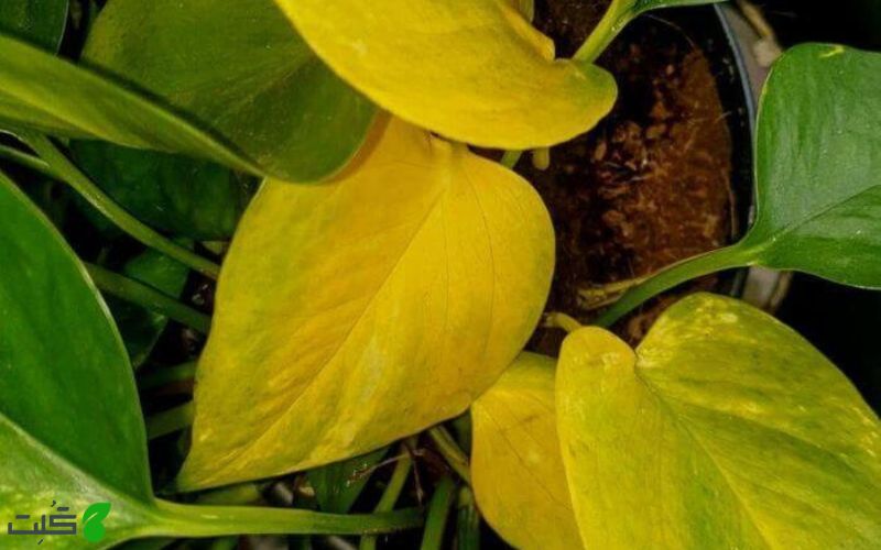 آبیاری زیاد و زرد شدن برگ گیاهان