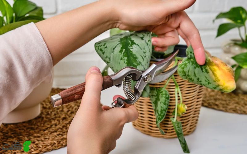 افزایش سن گیاه علت زردی برگ گیاه