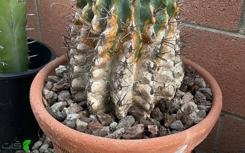 علت لکه قهوه‌ ای روی کاکتوس