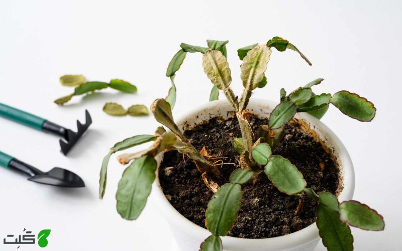 علت لکه قهوه‌ ای روی کاکتوس