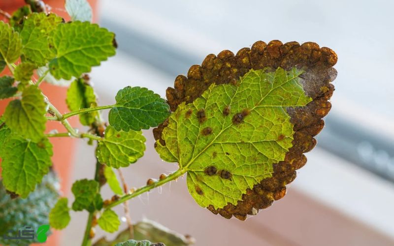 چرا برگ گیاه حسن یوسف زرد میشه؟