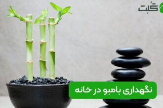 نگهداری بامبو