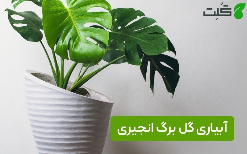 آبیاری گل برگ انجیری