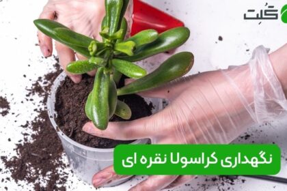 نگهداری کراسولا نقره ای