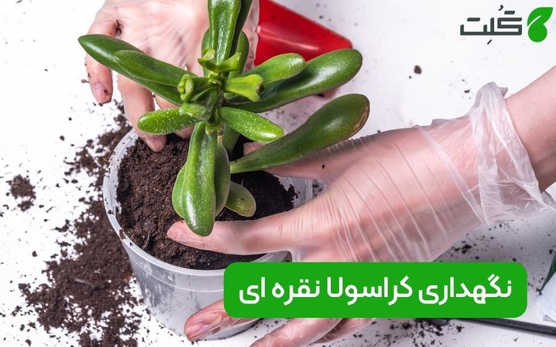 نگهداری کراسولا نقره ای