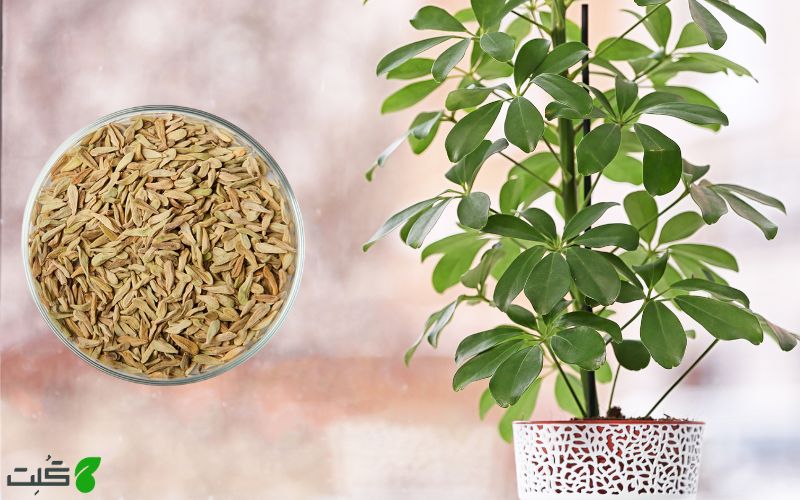تکثیر شفلرا از طریق کاشت بذر