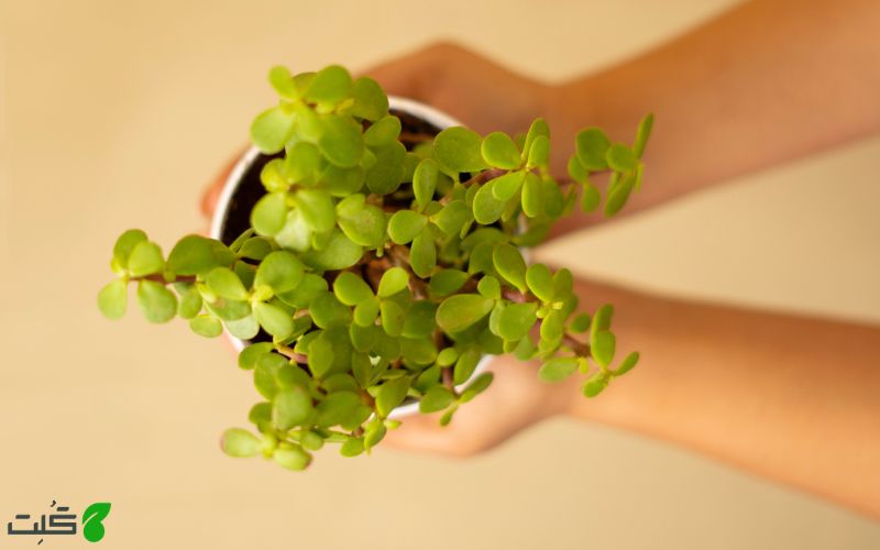 نگهداری کراسولا نقره ای