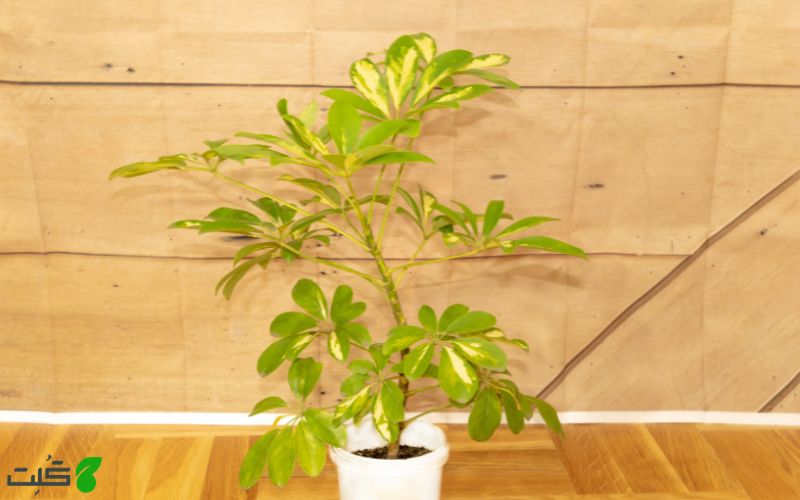 گیاه شفلرا
