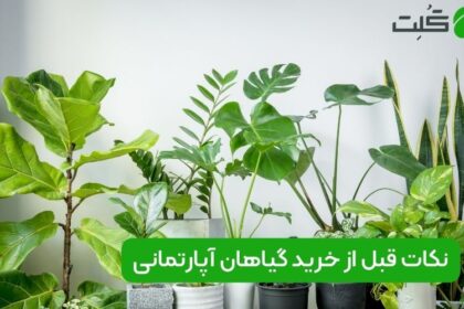 نکات قبل از خرید گیاهان آپارتمانی