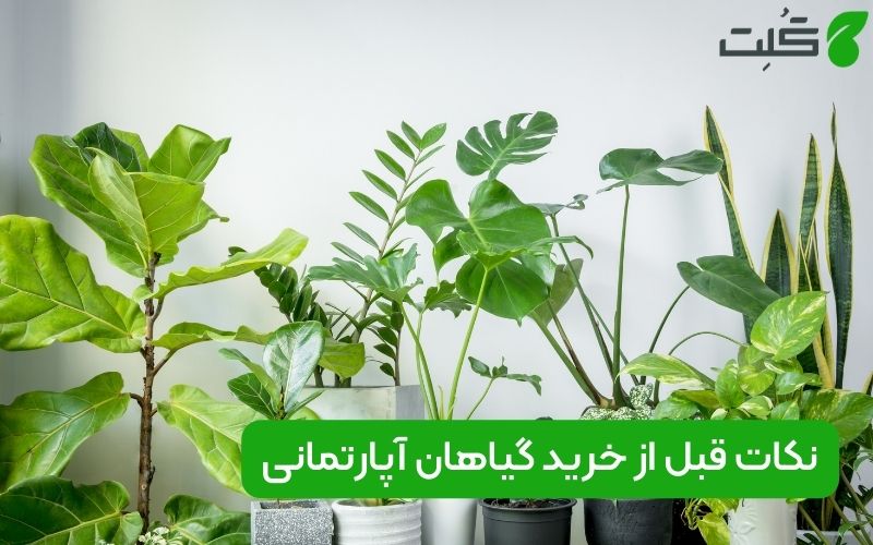 نکات قبل از خرید گیاهان آپارتمانی