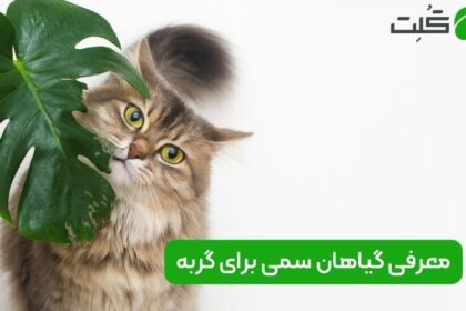 گیاهان سمی برای گربه