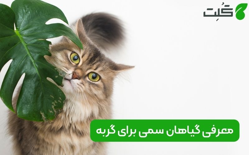 گیاهان سمی برای گربه