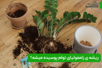 پوسیدگی ریشه‌ زاموفیلیا