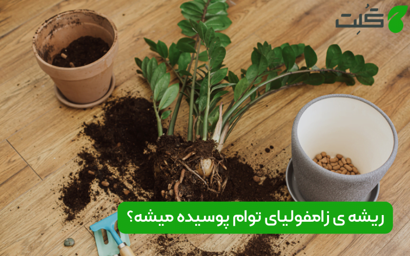 پوسیدگی ریشه‌ زاموفیلیا