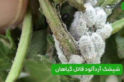 از بین بردن شپشک آردآلود