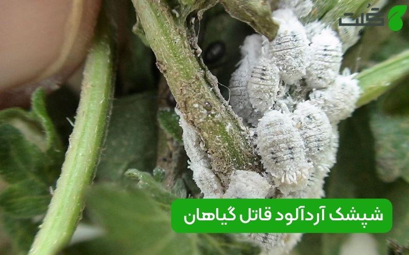 از بین بردن شپشک آردآلود