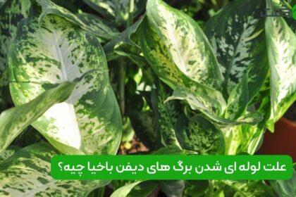 لوله ای شدن برگ دیفن باخیا