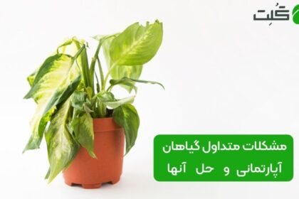 مشکلات گیاه آپارتمانی