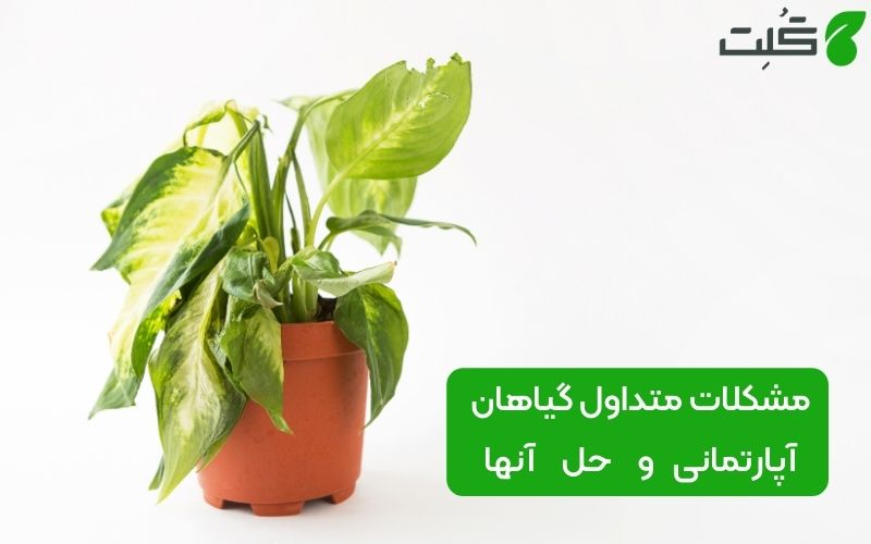 مشکلات گیاه آپارتمانی