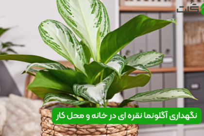 نگهداری آگلونما نقره ای