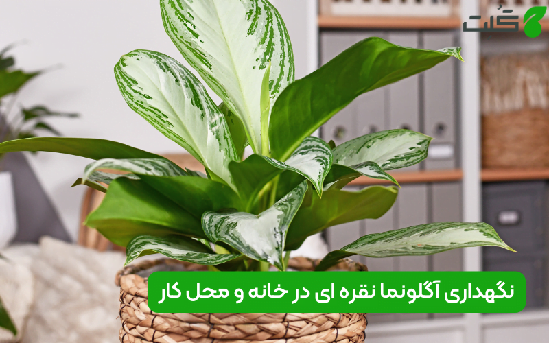 نگهداری آگلونما نقره ای