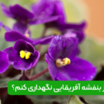 نگهداری بنفشه آفریقایی