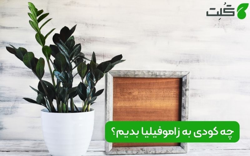 بهترین کود گیاه زامفولیا