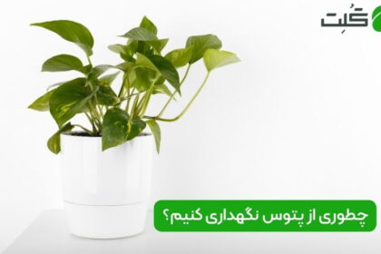 نگهداری گیاه پتوس