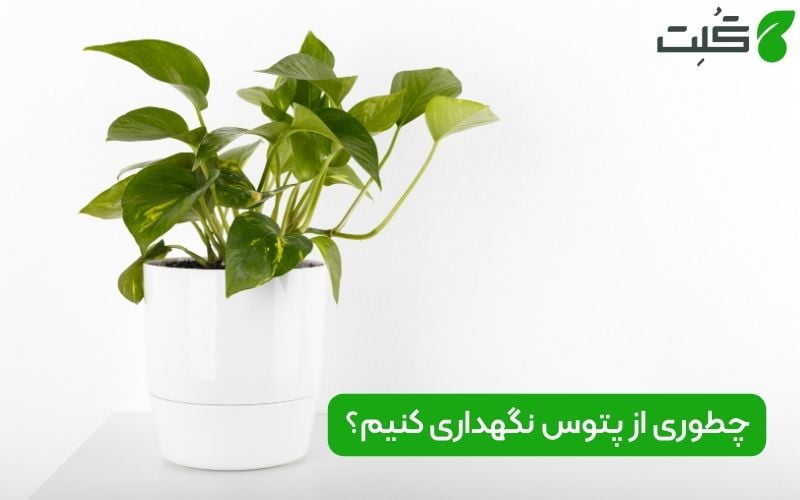 نگهداری گیاه پتوس