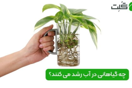 چه گیاهانی در آب رشد می کنند؟