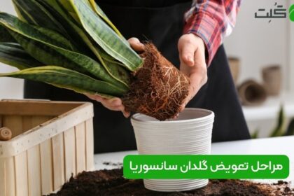 تعویض گلدان سانسوریا