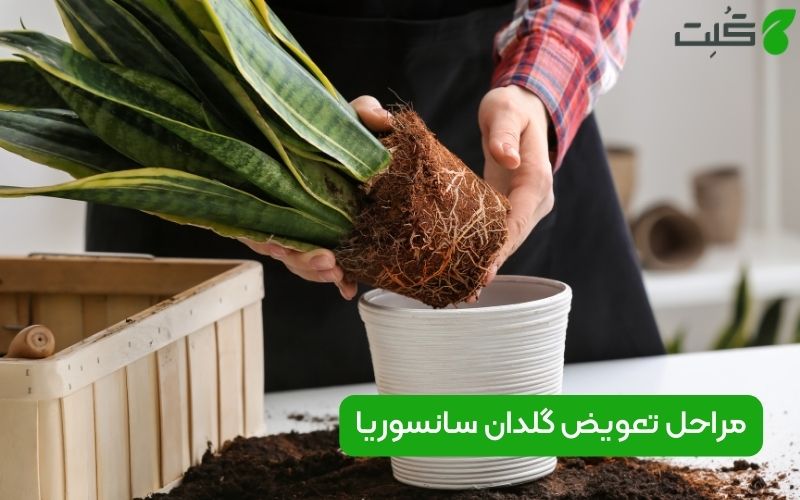 تعویض گلدان سانسوریا