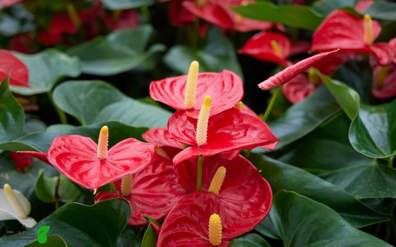 Anthurium گیاهان سمی برای گربه ها