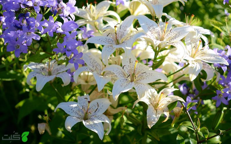 لیلیوم گیاهان سمی برای گربه ها