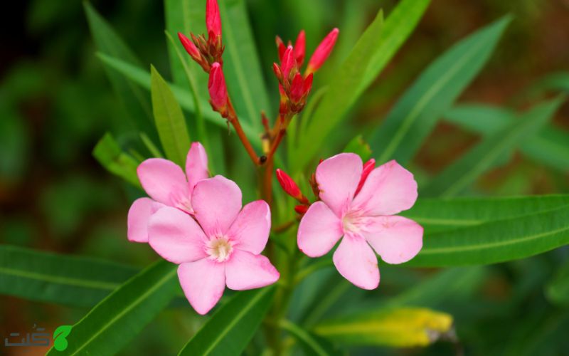 خرزهره گیاهان سمی برای گربه ها