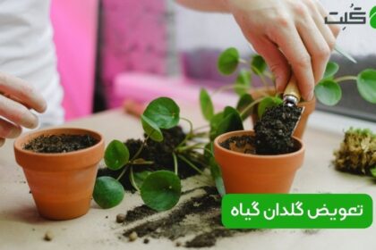 زمان تعویض گلدان گیاهان آپارتمانی