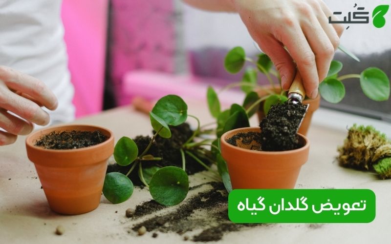 زمان تعویض گلدان گیاهان آپارتمانی