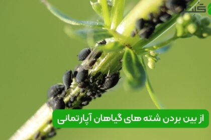 از بین بردن شته گیاهان آپارتمانی