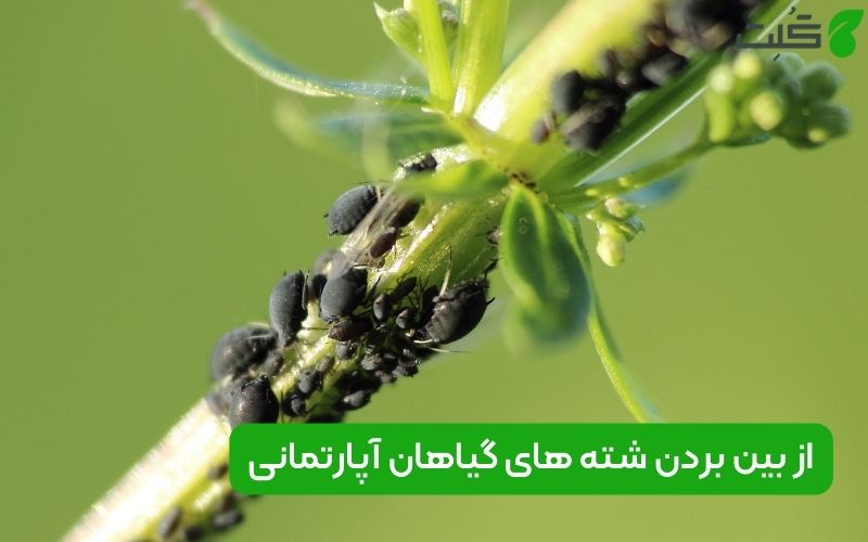 از بین بردن شته گیاهان آپارتمانی