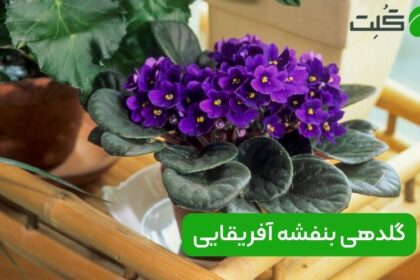 گلدهی بنفشه آفریقایی