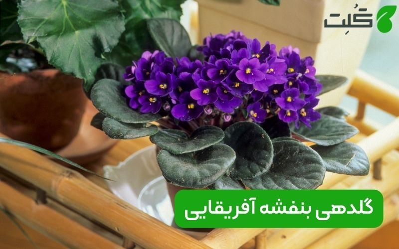 گلدهی بنفشه آفریقایی