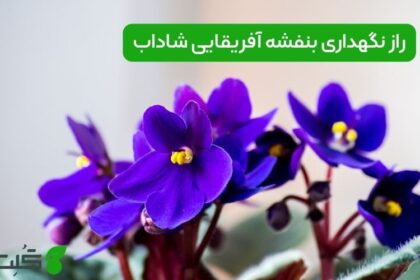 نگهداری بنفشه آفریقایی