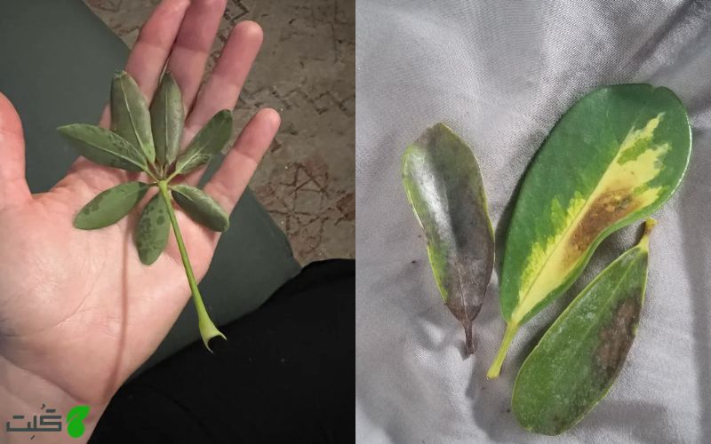 علت ریزش برگ شفلرا