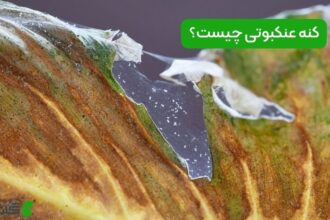 کنه عنکبوتی