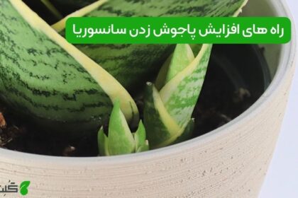 پاجوش زدن سانسوریا