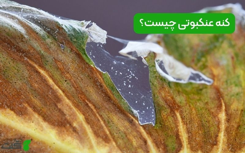 کنه عنکبوتی