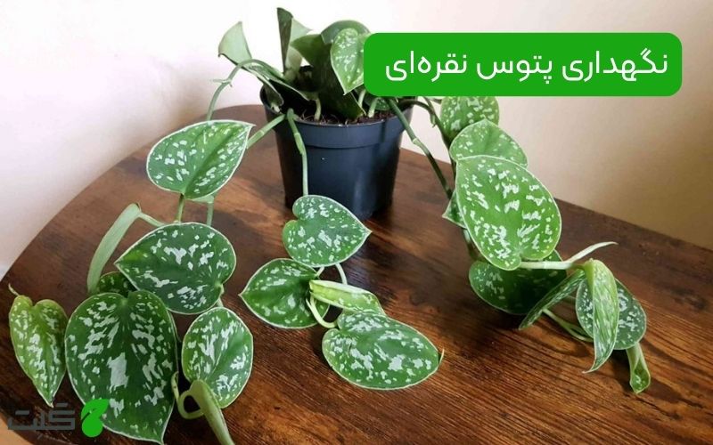 نگهداری پتوس نقره‌ای