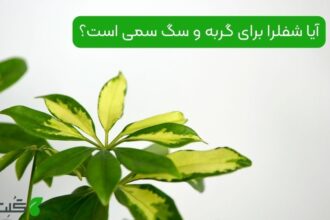 آیا شفلرا برای گربه و سگ سمی است؟