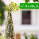 نگهداری پتوس در آب