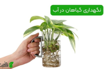 نگهداری گیاهان در آب